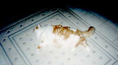 /user/min-cat.jpg