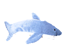 [moving shark separator]