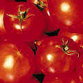 �p���X little tomato
