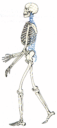 ���f bone