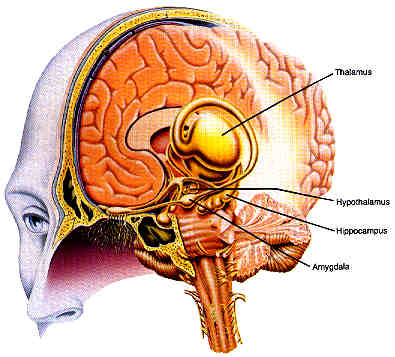 �� brain