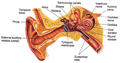 �� ear