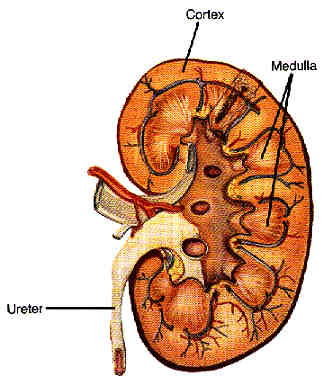 ��Ŧ kidney