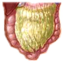 �j�z large intestine