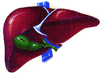 �x liver