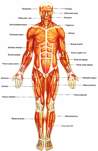 �٦� muscle