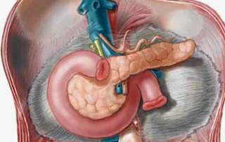 ��Ŧ pancreas