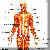 �٦� muscle