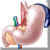 �G stomach