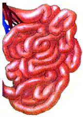 �p�z small intestine