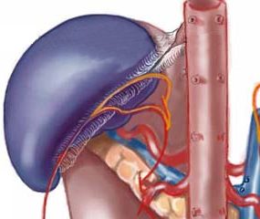��Ŧ spleen