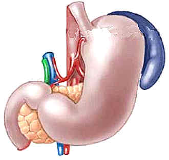 �G stomach