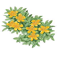 St Johns Wort