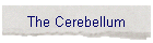 The Cerebellum