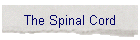 The Spinal Cord
