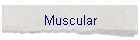 Muscular