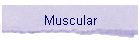 Muscular
