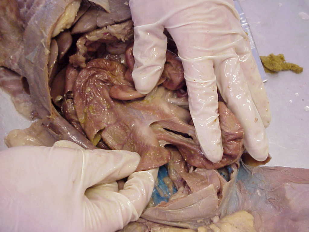 Cat Dissection