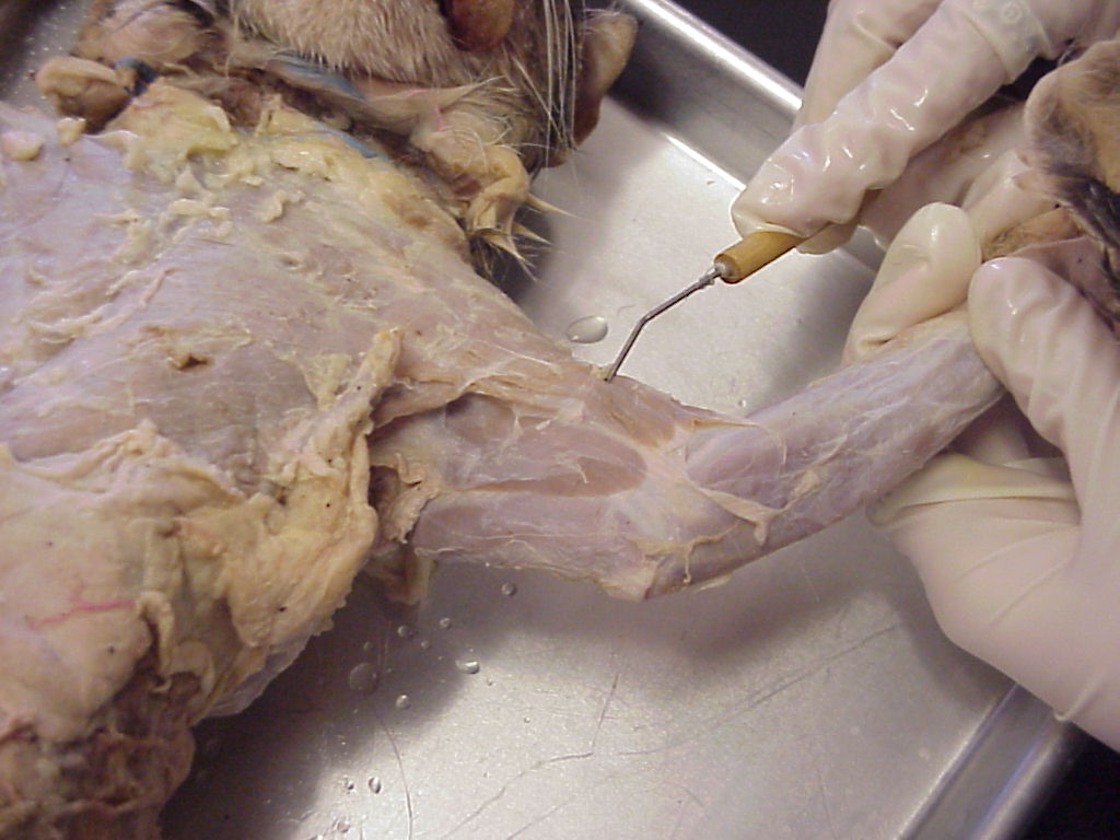 pointer on biceps brachii