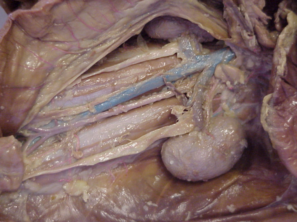 cat dissection structures Course descriptions the laboratory sessions require preserved cat dissection and identification of anatomical structures on a prosected cadaver. cat dissection structures Course descriptions the laboratory sessions require preserved cat dissection and identification of anatomical structures on a prosected cadaver.