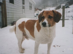Owner:Susan Browning, Chapmanville, WV via http://www.petprospects.com/Gallery/Mammals/Dogs/beagle.htm