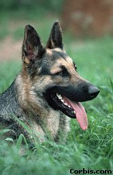 Click on these great dogs to go to the update page!