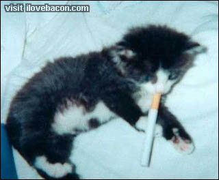Yeah, this isn't one of my friends..s'just some emphezema cat or something..however, www.ilovebacon.com is a very good site..one you should all visit