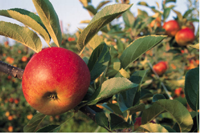 Apple on Branch