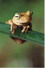 Tree Frog Perched on Branch