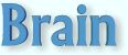 Brain