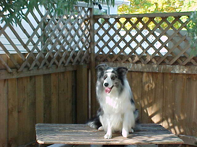 bcollies.jpg (48889 bytes)