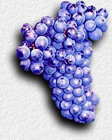 grapes
