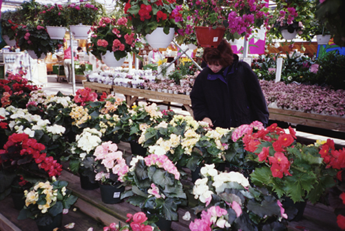 Floral Arrangements