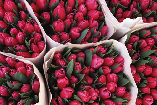 Roses