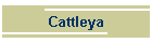 Cattleya