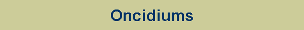 Oncidiums