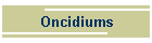 Oncidiums