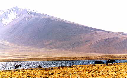 CHOS-14.jpg (26363 bytes)