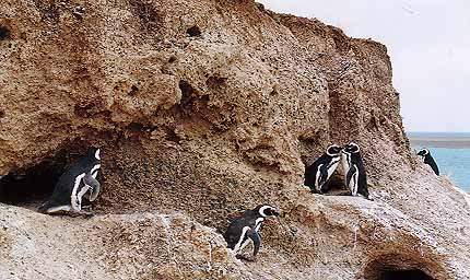 FAUNA_CALETA_VALDES.JPG (53240 bytes)