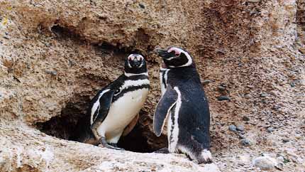 FAUNA_CALETA_VALDES_1.JPG (36876 bytes)