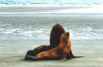 FAUNA_PARDELAS.JPG (18354 bytes)