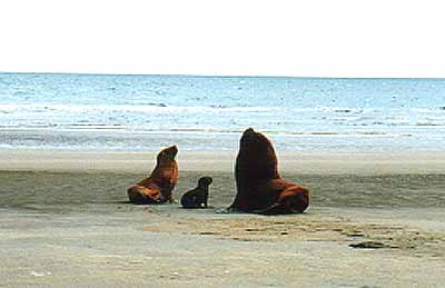 FAUNA_PARDELAS_1.JPG (15955 bytes)