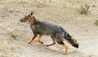 FAUNA_PUNTA_NORTE.JPG (34320 bytes)