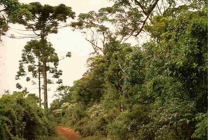 MISIONES_5.jpg (37086 bytes)