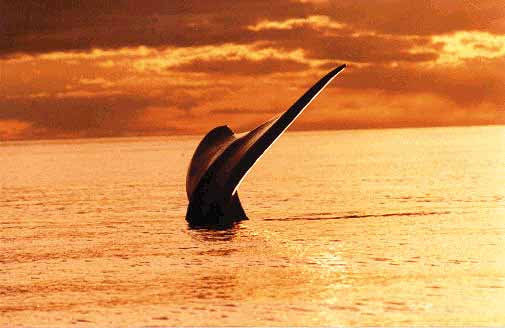 ballena_franca.JPG (23123 bytes)