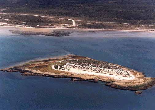 isla_pajaros.JPG (33944 bytes)