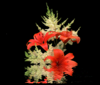 Popyhead.gif - 36947 Bytes