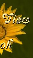 Sunflowerview.jpg - 7068 Bytes