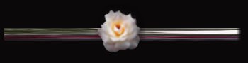 Whiterosesbar2.jpg - 3778 Bytes