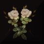 Whiterosesdot2.jpg - 2154 Bytes